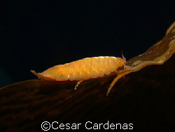 The isopod Cassidinopsis emarginata very common at the su... by Cesar Cardenas 